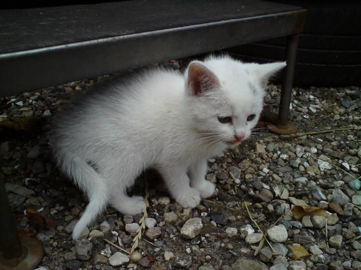 Blanding af racer Lille mis billede 6