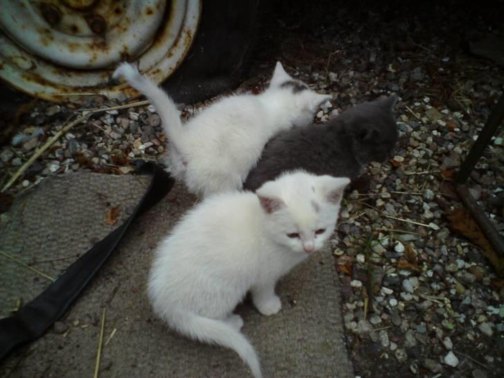 Blanding af racer Lille mis billede 7