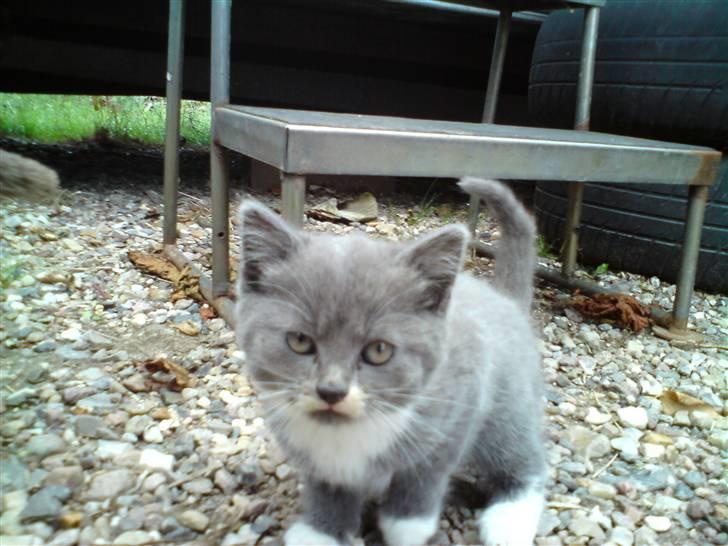 Blanding af racer Gizmo billede 6