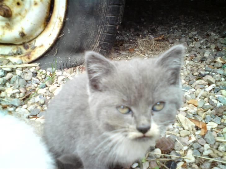 Blanding af racer Gizmo billede 7