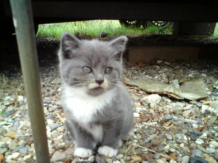 Blanding af racer Gizmo billede 8