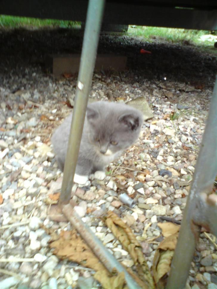 Blanding af racer Gizmo billede 9