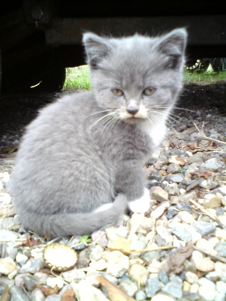 Blanding af racer Gizmo billede 10