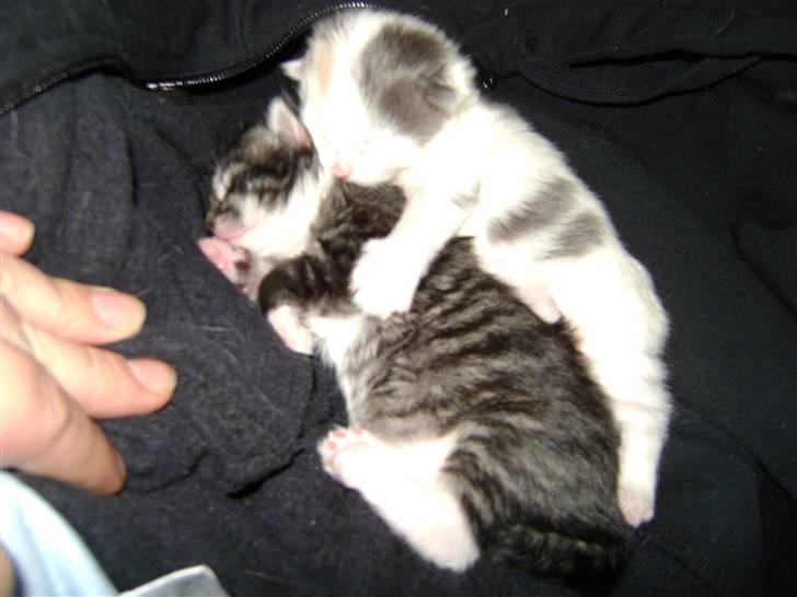 Blanding af racer MCO/NFO - Sorte billede 4