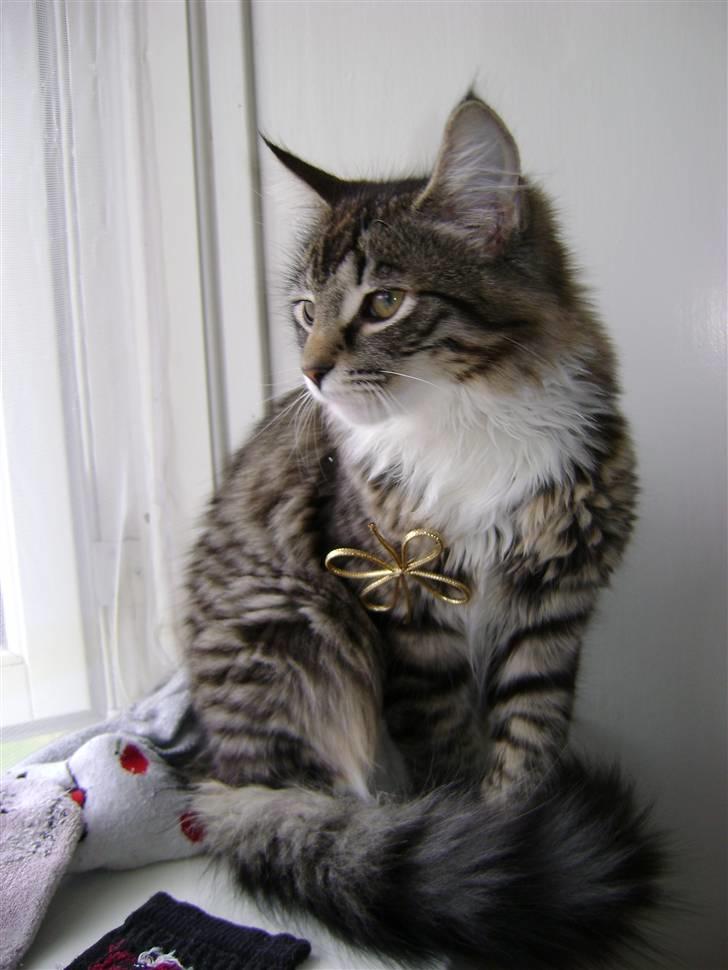 Blanding af racer MCO/NFO - Sorte billede 5