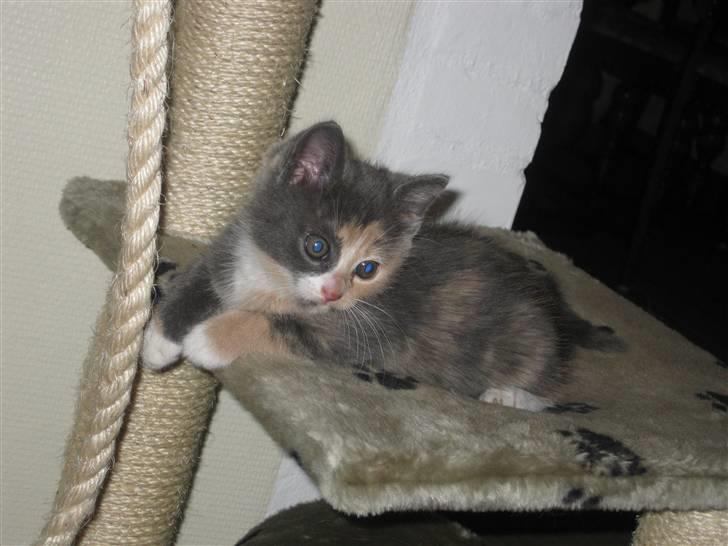 Blanding af racer Bailey billede 2