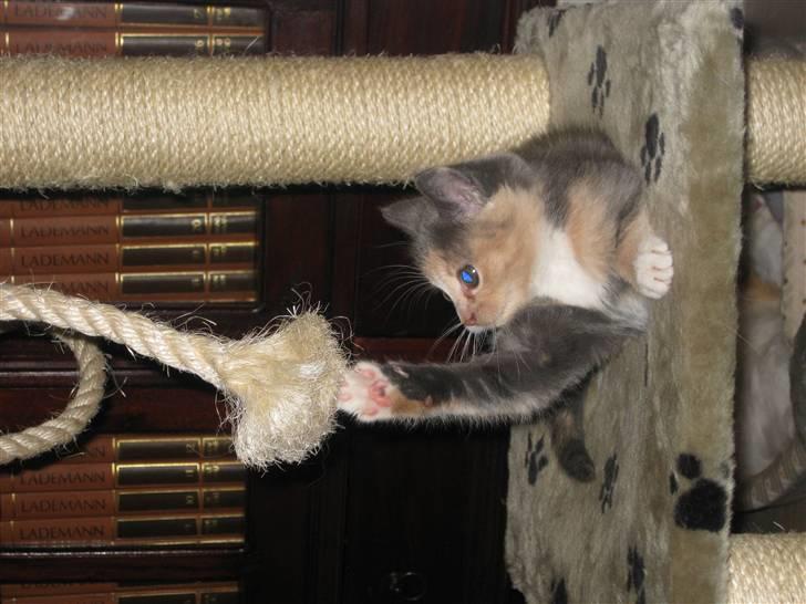 Blanding af racer Bailey billede 3