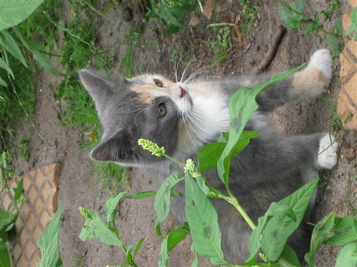 Blanding af racer Bailey billede 4