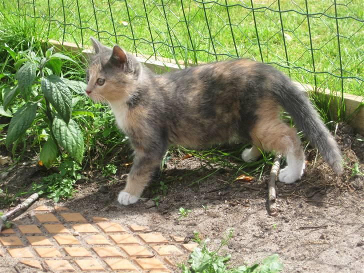 Blanding af racer Bailey billede 5