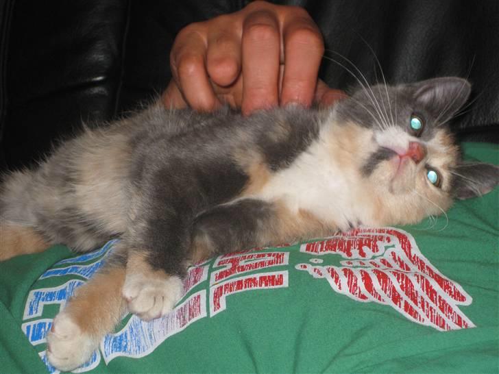 Blanding af racer Bailey billede 6