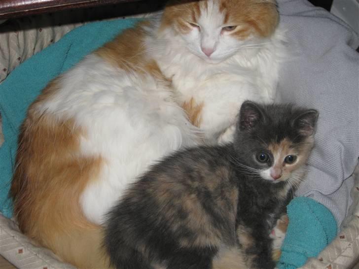 Blanding af racer Bailey billede 7