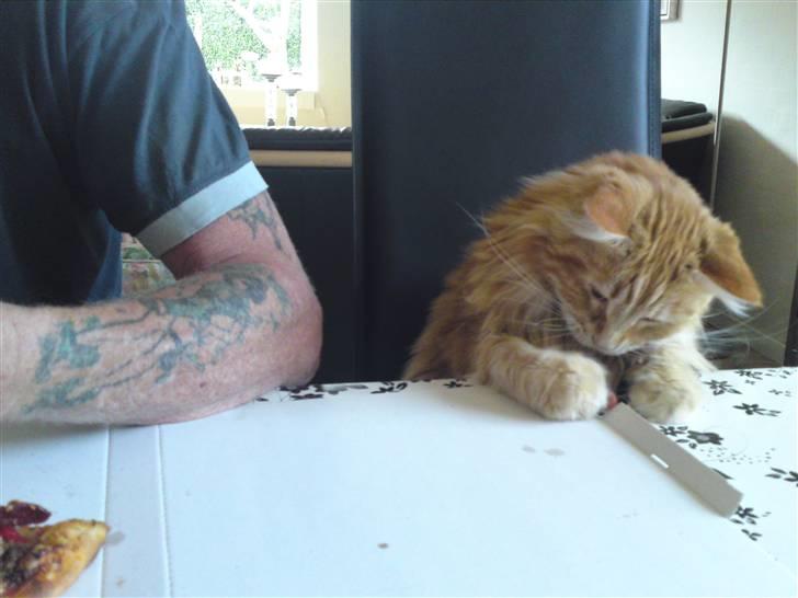 Maine Coon Laban  - Er ved med ved bordet og spiser pizza ved siden af farmand :´) billede 10