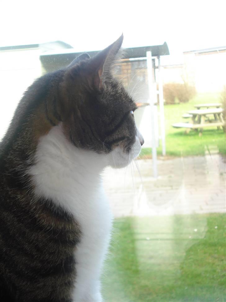 Huskat Ziggy  billede 8