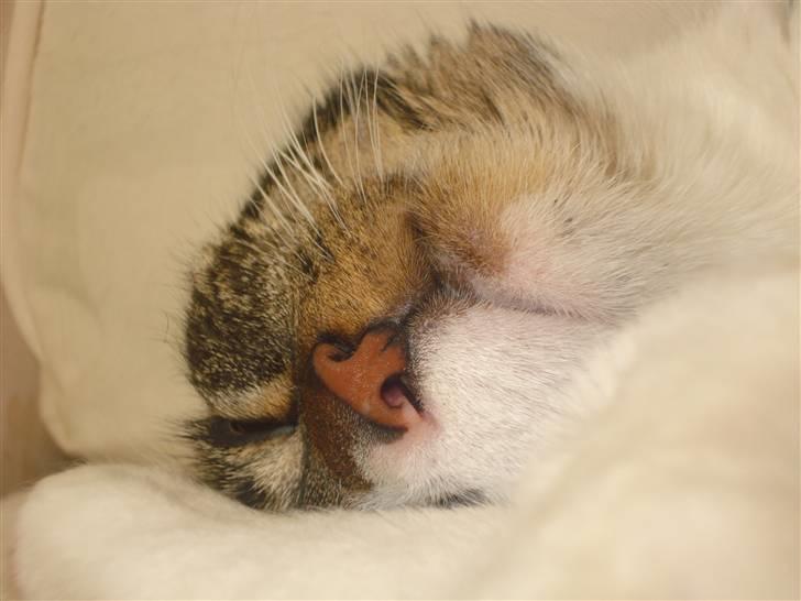 Huskat Ziggy  billede 9