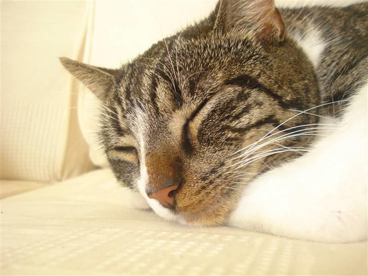 Huskat Ziggy  billede 10