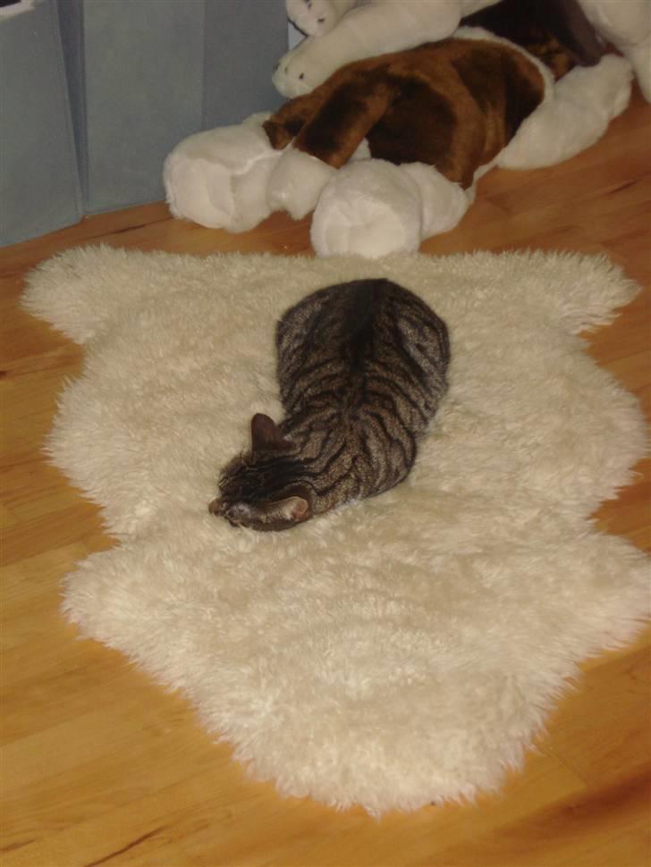 Huskat Ziggy  billede 11