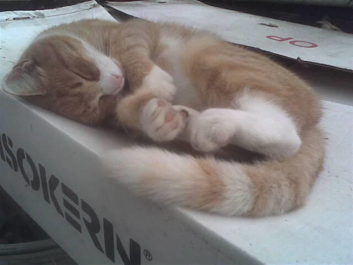 Blanding af racer Elvis - Ynglings billede <3 billede 7