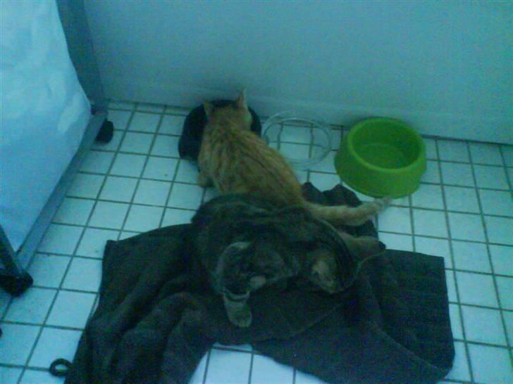 Huskat sylvester gives væk billede 1