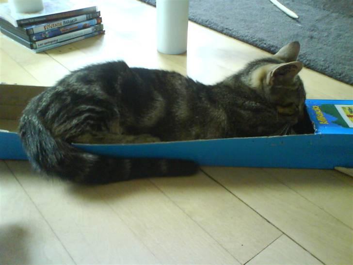 Huskat sylvester gives væk billede 2