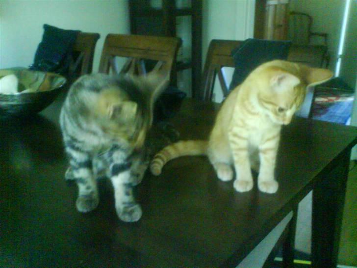 Huskat sylvester gives væk billede 3