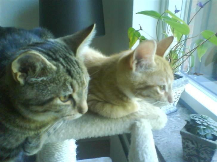 Huskat sylvester gives væk billede 4