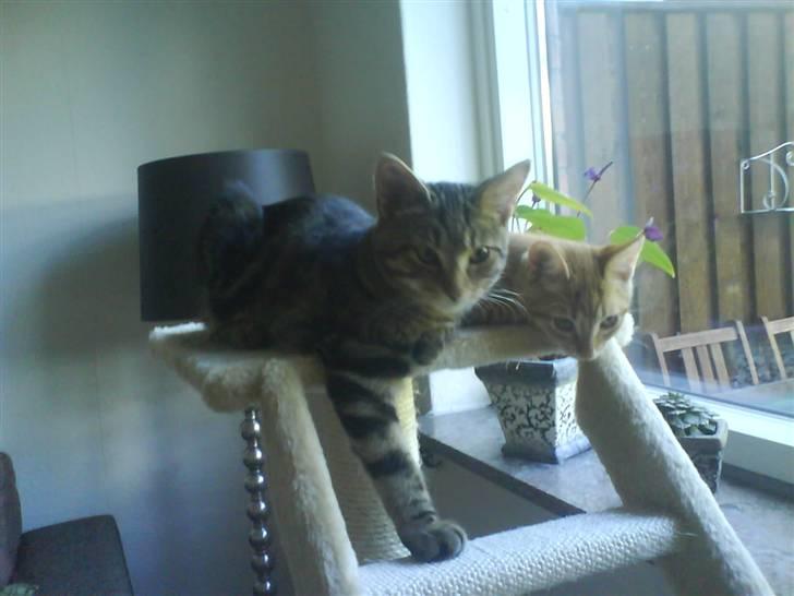 Huskat sylvester gives væk billede 5