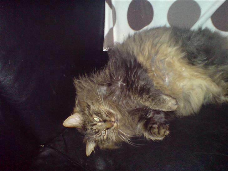 Maine Coon simba billede 7