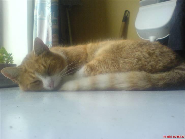 Blanding af racer Elvis - Elsker det billede billede 8