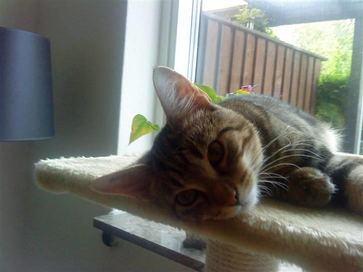 Huskat sylvester gives væk billede 6