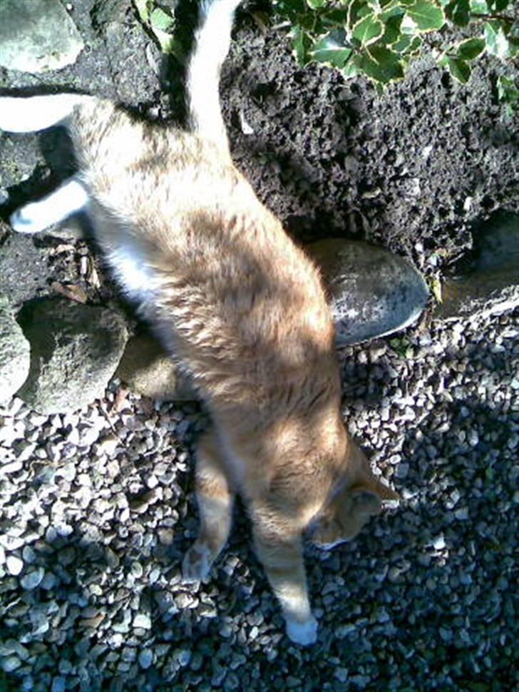 Blanding af racer Elvis - Igen, meget træt kat :b billede 9