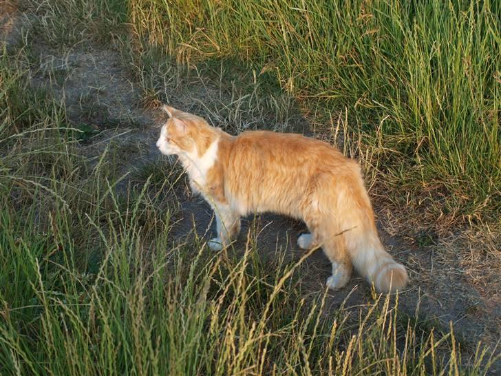 Blanding af racer Mille billede 9