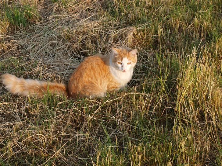 Blanding af racer Mille billede 10