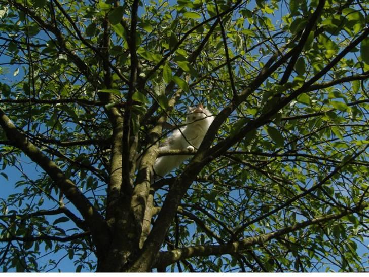 Norsk Skovkat Abi - Juli 2009. Abi elsker at kravle i træer. Hun er nem at få i snor bagefter billede 19