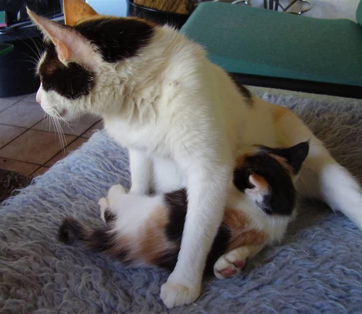 Manx Kunigunde - Kunigunde med datter billede 1