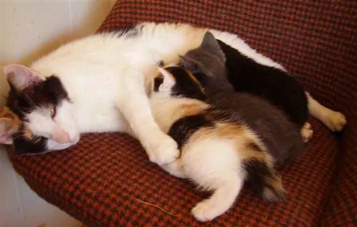 Manx Kunigunde - Kunigunde med sine 3 piger billede 2