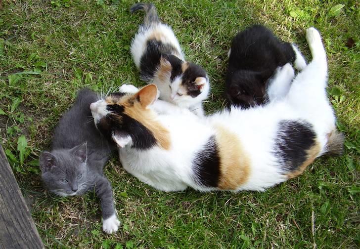 Manx Kunigunde - På er varm sommerdag billede 3