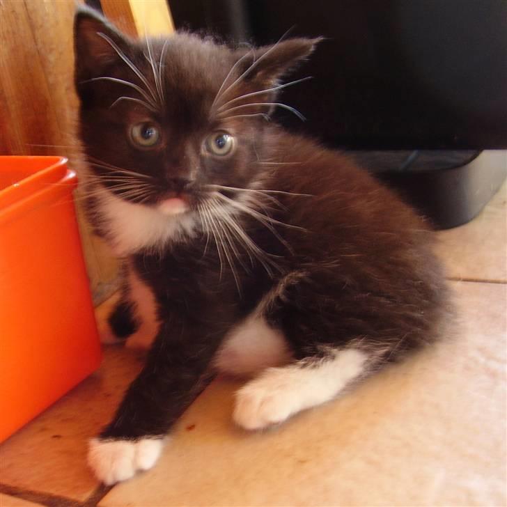 Manx Kunigunde - Clodette billede 4