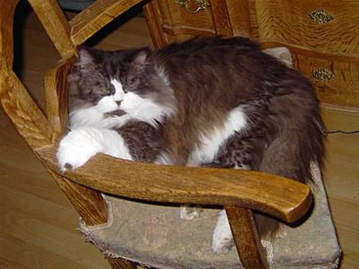 Perser Teddy billede 2