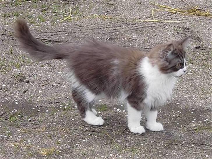 Perser Teddy - Ca. ½ år gammel billede 3