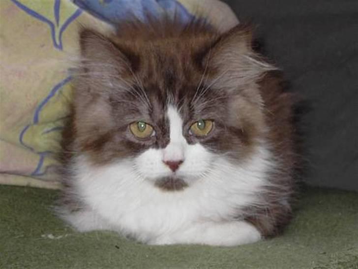 Perser Teddy billede 4