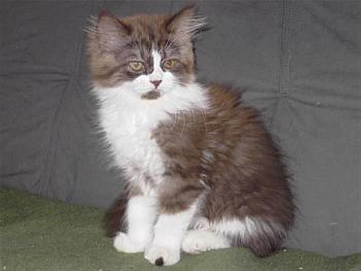 Perser Teddy - Lige kommet hjem billede 5