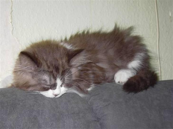 Perser Teddy - Meget træt efter at have skiftet hjem billede 6