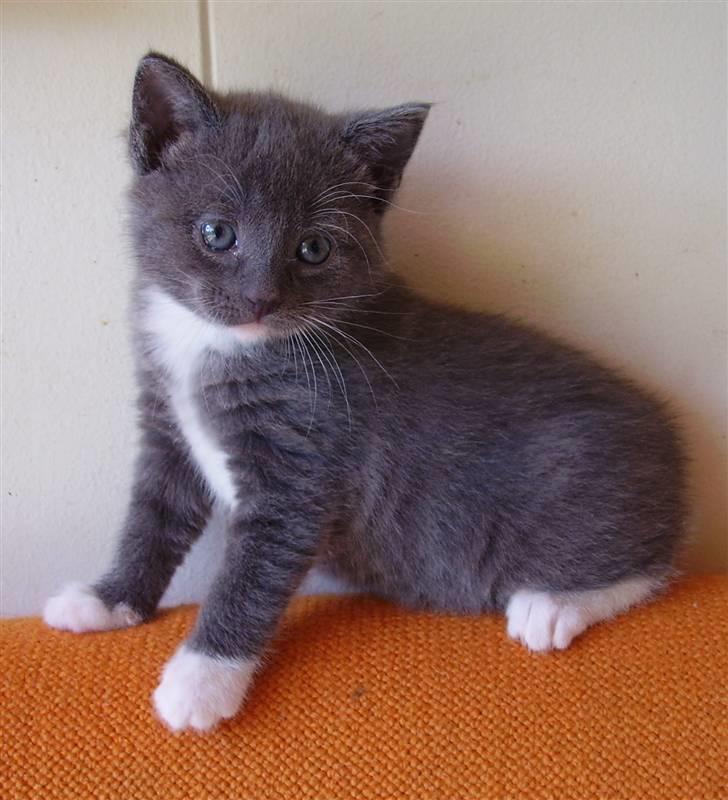 Manx Kunigunde - Claudine billede 5