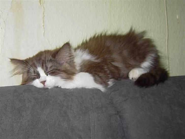 Perser Teddy - 12 uger gammel og lige kommet hjem billede 7