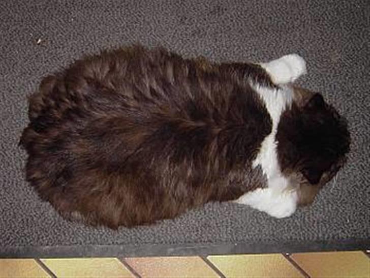 Perser Teddy - Fætter Fladmast...... billede 8