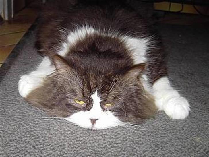 Perser Teddy - Mere flad..... billede 9