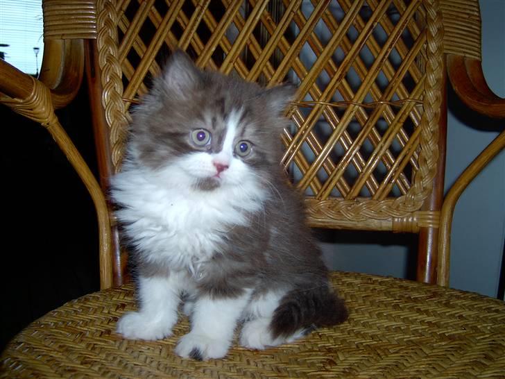 Perser Teddy - Som killing hos avler.  billede 10