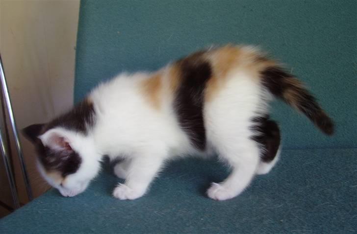 Manx Kunigunde - Claire billede 6