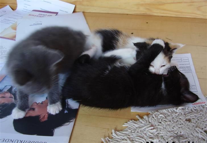 Manx Kunigunde - De 3 piger billede 7