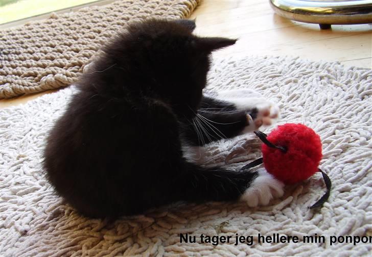 Manx Kunigunde - Clodette billede 8